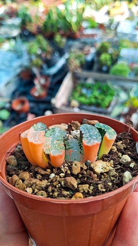 Haworthia truncata variegata - haworthia,
