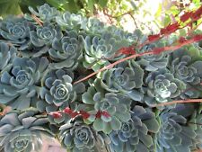 Graines de Echeveria elegans,graines biologiques,produit de mon jardin bio