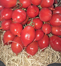 Pomodorino del Piennolo del Vesuvio kg.1,5