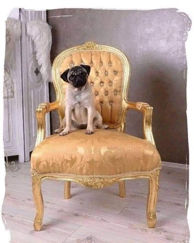 Sedia poltrona chair imbottita - poltrona,