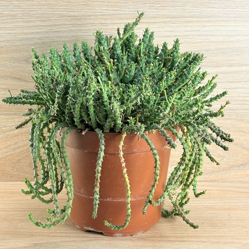 Euphorbia flanaganii pot - flanaganii, ,