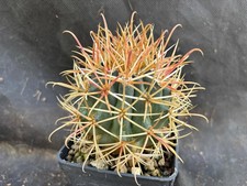 Ferocactus chrysacanthus - ferocactus,