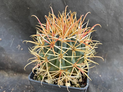 Ferocactus chrysacanthus - ferocactus,