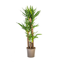 Yucca Elephantipes altezza