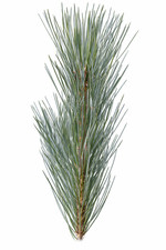 Pinus monticola cv SKYLINE -