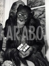 Foto vintage Regno Unito, Scimmie cercano di risolvere il cubo di Rudik, 1981