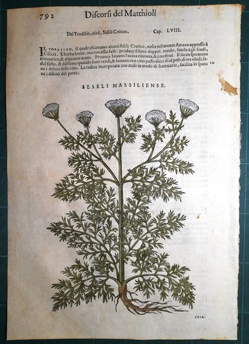 Stampa antica mattioli - stampa,