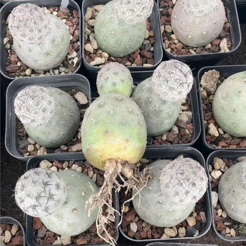 Pezzo teste cactus - pezzo,