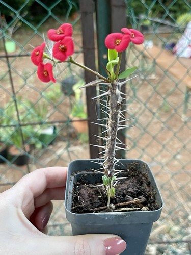 Pianta spina cristo - pianta, di