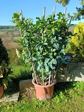 Due piante di limone in vaso.