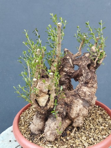 Bonsai olivastro 30x20cm - olivastro, in