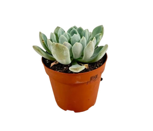 Echeveria elegans - echeveria,