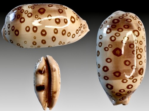 Cypraea argus contracasta - , f