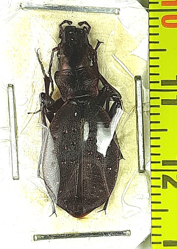 Carabidae carabus - carabidae,,
