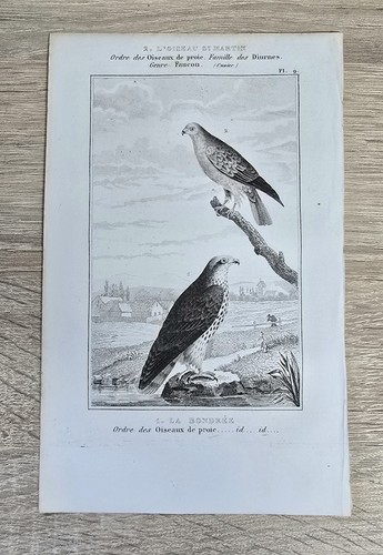 Antica incisione 1850 - , rapaci