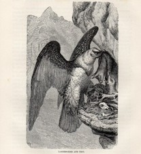 1894 Piccola Stampa Antica =