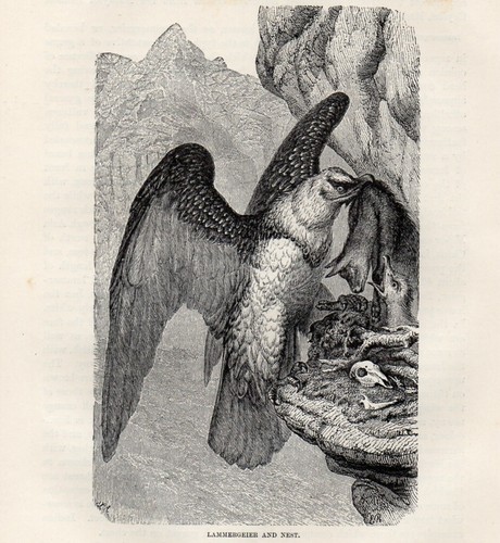 1894 stampa antica gipeto - 1894,