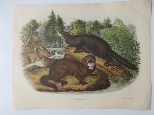 Audubon visone - j.,