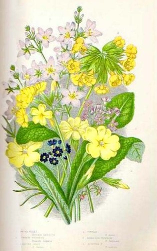 Stampa botanica antica - botanica,