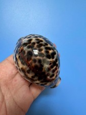 85,6 mm | Cypraea Tigris
