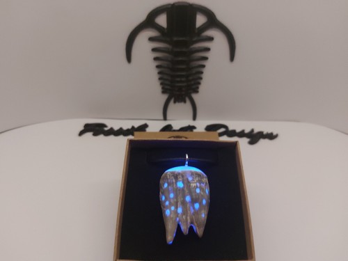 Fossil balanus pendente glow - balanus,
