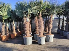 Trachycarpus fortunei 2,4 m palma di canapa cinese XXL tronco 90 cm tronco resistente