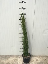 Cupressus sempervirens totem - cupressus,