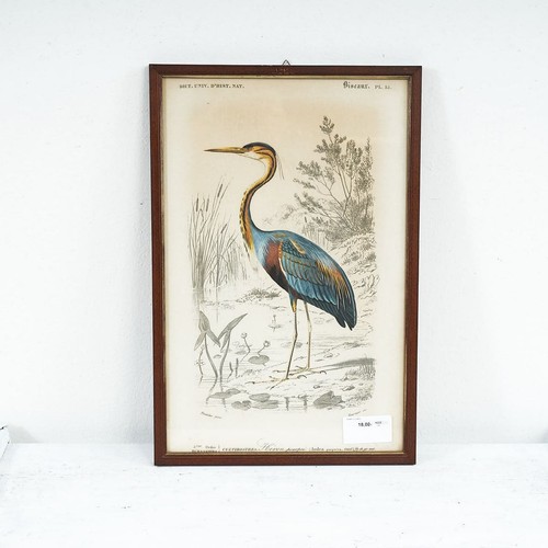 Stampa vintage airone - di, airone,