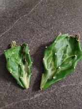 RARITÀ RARA 2 rami Opuntia