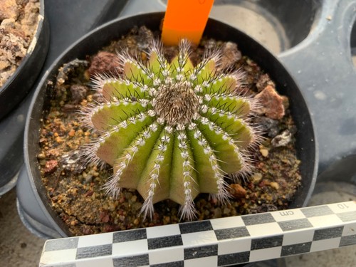 432 uebelmannia pectinifera - 432,