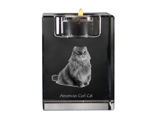 Gatto riccio americano