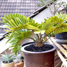Zamia furfuracea palma di - palma,