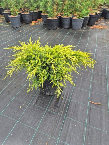 Juniperus old gold - juniperus, ginepro