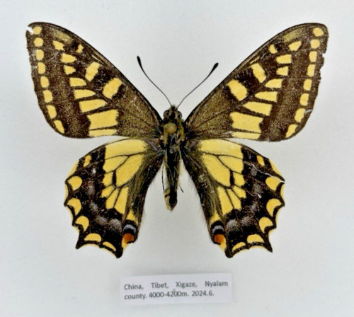 Entomology papilio machaon - entomology,