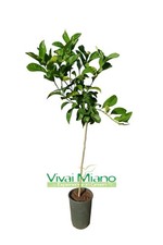 Pianta di Cedro Diamante - Immagine reale