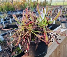 Drosera capensis