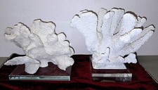 2 Polyresin White Coral with