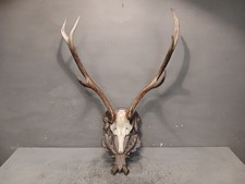 Trofeo Corna Di Cervo Con