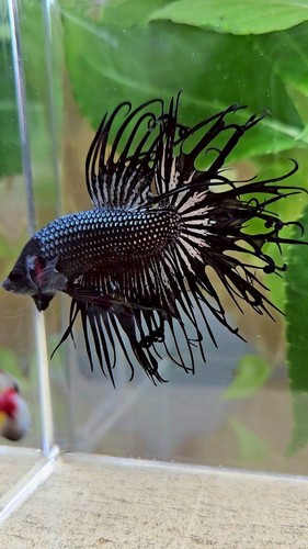 Rara orchidea nera coda - rara,