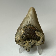 Megalodon Shark Tooth 2.82