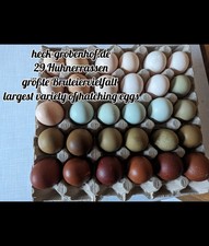 24 uova da cova di 24 delle