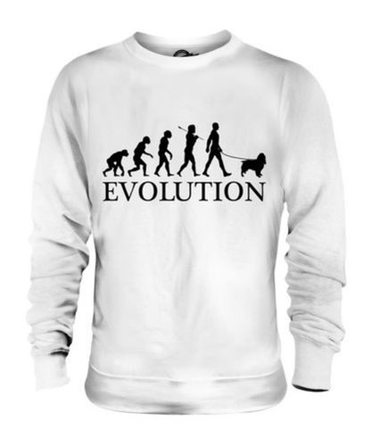 Springer spaniel evolution - evolution, of