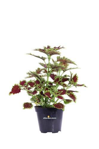 Pianta coleus blumei vera - di,