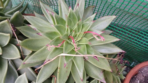 Talea echeveria miranda - talea,