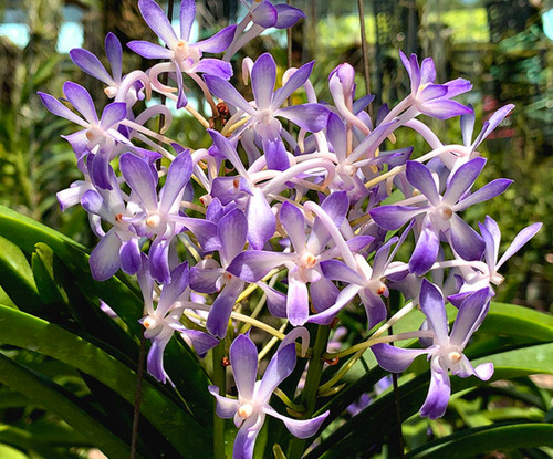 Vanda hybrid lou - vanda,