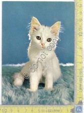 Cartolina - Postcard  - Cucciolo di gatto bianco