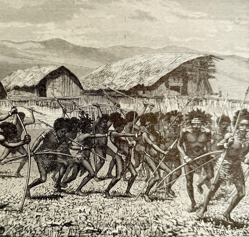 Trapano dei guerrieri arfak - trapano,