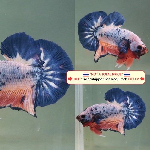 Live betta fish - live,