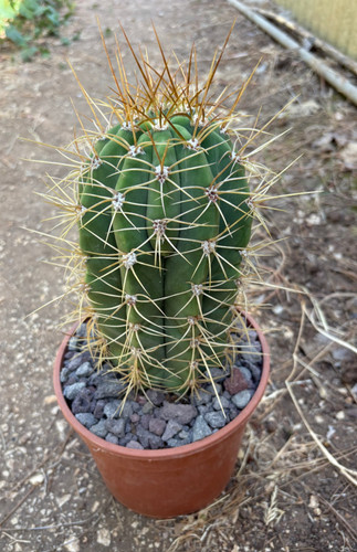 Cereus terscheckii pianta - terscheckii,