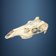 558SKU Teschio di cervo